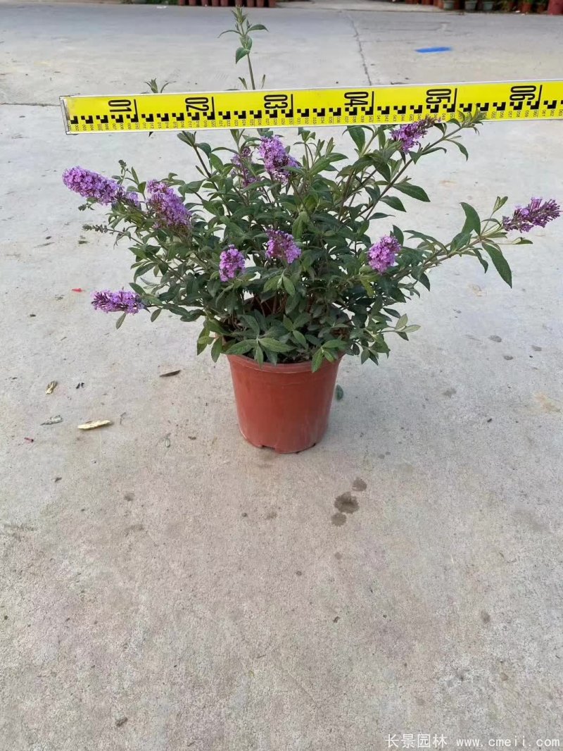 醉魚(yú)草 醉魚(yú)草