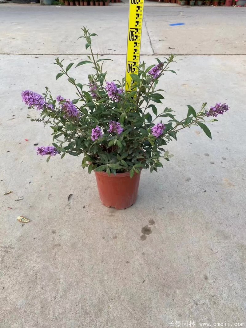 醉魚(yú)草 醉魚(yú)草