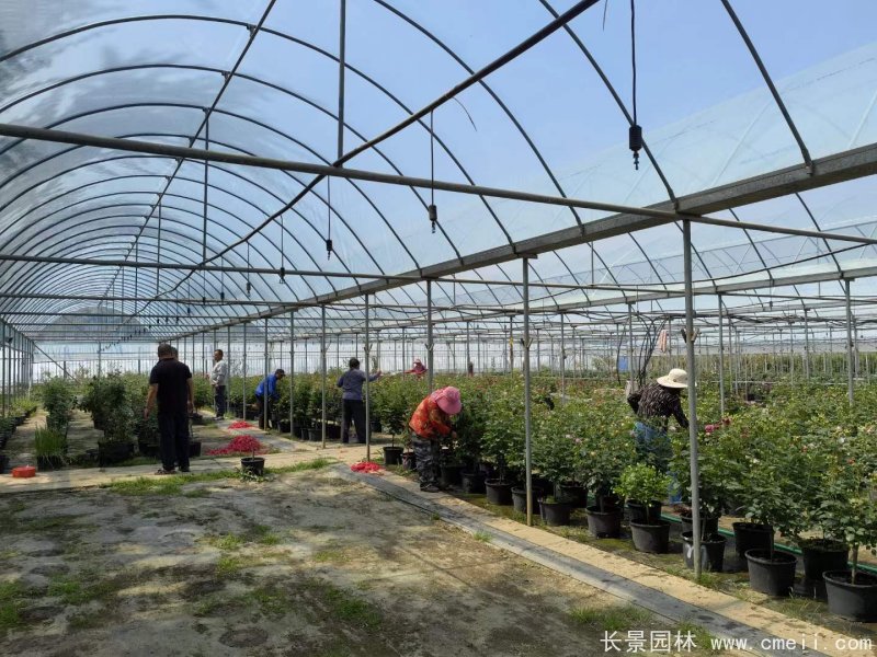 棒棒糖月季樹 棒棒糖月季樹