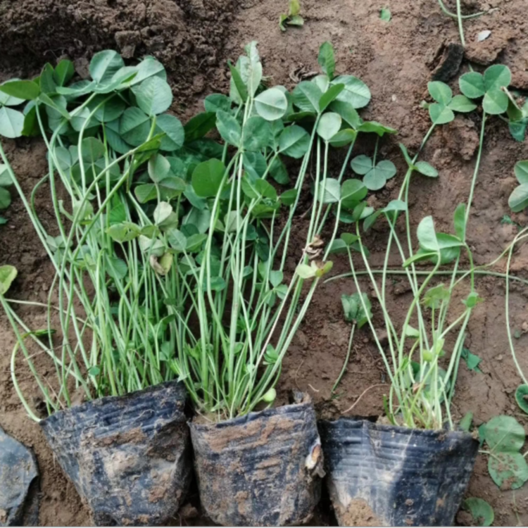 白車(chē)軸草 白車(chē)軸草