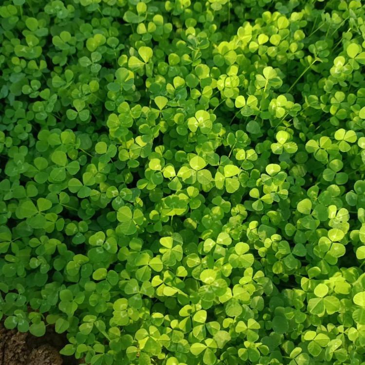 白車(chē)軸草 白車(chē)軸草