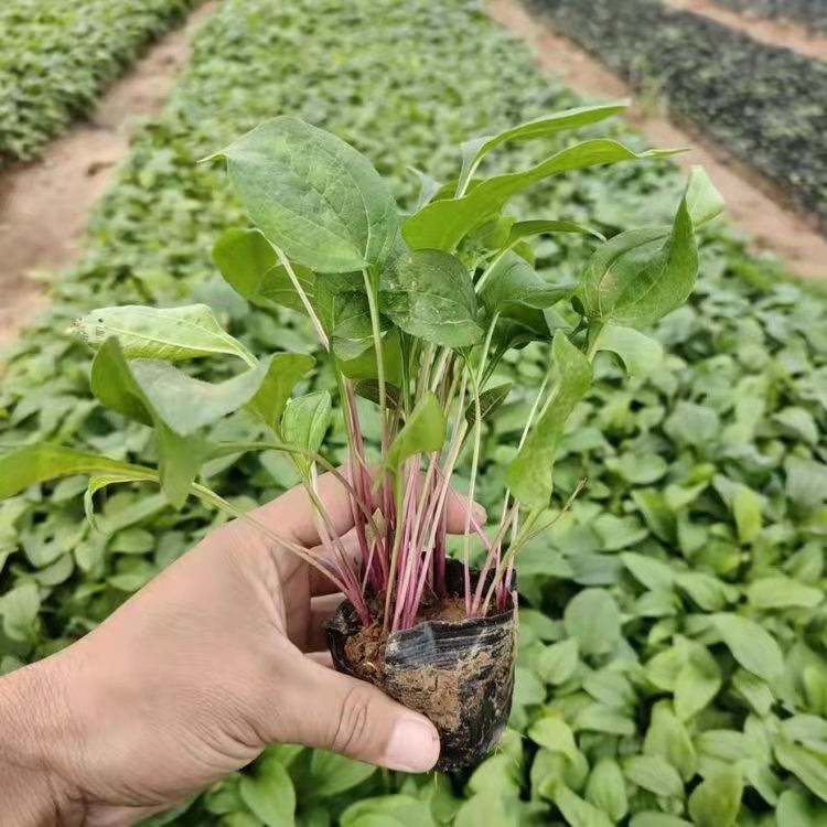 紫錐菊 來(lái)自長(zhǎng)景園林 紫錐菊 來(lái)自長(zhǎng)景園林