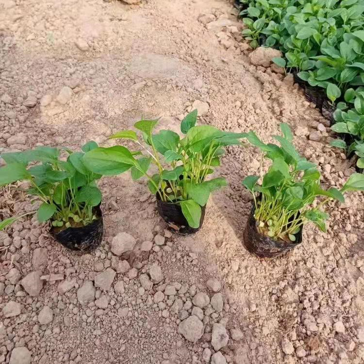 紫錐菊 來(lái)自長(zhǎng)景園林 紫錐菊 來(lái)自長(zhǎng)景園林