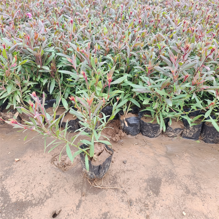 山桃草盆苗 山桃草盆苗