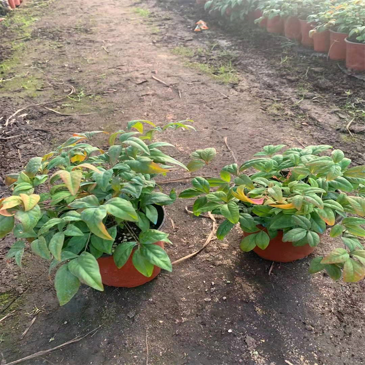 火焰南天竹 火焰南天竹