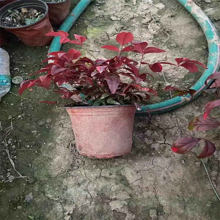 火焰南天竹 火焰南天竹