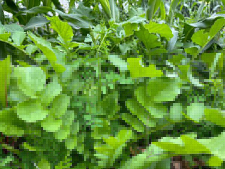 蘿卜種子 蘿卜種子