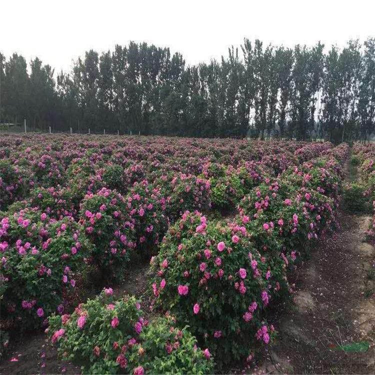 豐花玫瑰 豐花玫瑰