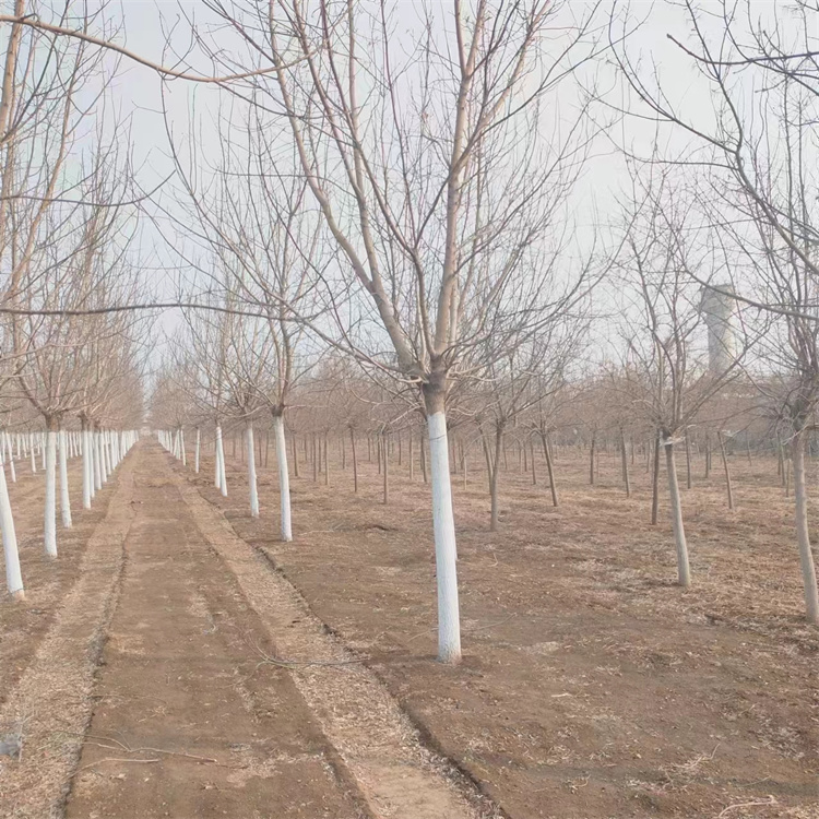 復(fù)葉槭 復(fù)葉槭