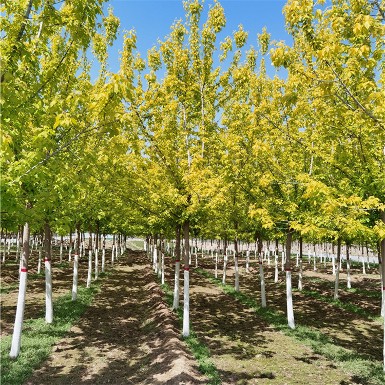 復(fù)葉槭 復(fù)葉槭