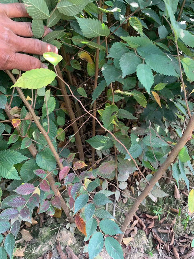 櫸樹是景區(qū)綠化中最常用園林植物，觀賞價值極高，經(jīng)常作為行道樹或者觀賞樹，也可以群植栽種成風景。紅櫸樹抗污染能力十分強悍，不僅樹姿優(yōu)美，高大雄偉，還可以吸收有害氣體，抗風能力強，不易伏倒。那么，紅櫸樹未來十年前景如何?紅櫸樹種植多久成才?下面我們一起來看看吧!  一、紅櫸樹未來十年前景如何? 1、觀賞 紅櫸樹生長快，樹干通直，樹姿優(yōu)美，枝葉繁茂，春季開花，秋季葉子會變成紅色，觀賞性極高。 2、綠化 紅櫸樹環(huán)境適應能力強，栽植應用廣泛，不僅可以綠化種植，還有不錯的抗污染、抗風能力，可吸收有害氣體，改善空氣質量，植株根深性，可以防風固土，經(jīng)常用作護林帶樹種和水土保持樹種。 3、經(jīng)濟 紅櫸樹木材堅硬、有彈性、并且不會縮水，木材紋理清晰有光澤，可以用來制作很多家具和其他器具，經(jīng)濟價值很高。 4、前景 櫸樹的適應能力強，栽植地區(qū)廣泛，發(fā)揮的綠化和生態(tài)價值比較明顯，經(jīng)常用作生態(tài)綠化樹種栽植在各大場所，產(chǎn)量和需求量都非常大，種植前景不錯。 二、紅櫸樹種植多久成才? 紅櫸樹分布地區(qū)廣，目前主要分布在廣東、廣西、貴州、云南、安徽、湖北、湖南等地，南方地區(qū)栽植廣泛。紅櫸樹幼苗生長稍慢，種植6—7年后開始轉快，樹體七八十年不衰退，百年大樹仍能正常結實。  三、2020紅櫸市場價格行情 南京市浦口區(qū)來云園藝場米徑15公分紅櫸1600元一棵; 江蘇 鎮(zhèn)江句容地之緣苗木基地米徑7公分紅櫸80元一棵; 宿遷宏洲園林綠化工程有限公司地徑2公分紅櫸10元一棵; 江蘇南京南京寶泉苗木苗圃場米徑4公分紅櫸28元一棵; 江蘇宿遷三葉園林植物有限公司米徑12公分紅櫸600元一棵。 以上就是關于紅櫸樹未來十年前景如何和紅櫸樹種植多久成才的相關介紹，不同地區(qū)不同規(guī)格的紅櫸樹價格不一樣，具體要以當?shù)匦星闉闇?。以上是中國花木網(wǎng)提供的紅櫸樹基地最新報價信息，關注花木網(wǎng)可獲得各產(chǎn)地商城實時報價，及時掌握苗木行情，做活苗木生意。