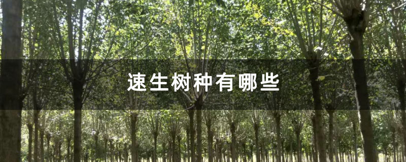 速生樹種有哪些 速生樹種有哪些