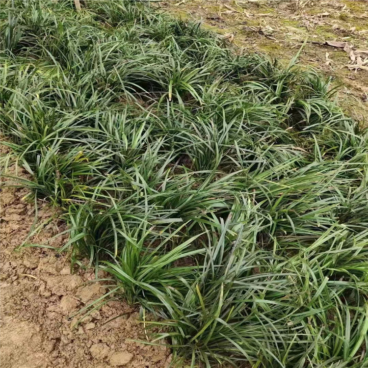 蘭花三七長(zhǎng)景園林沭陽(yáng) 蘭花三七長(zhǎng)景園林沭陽(yáng)