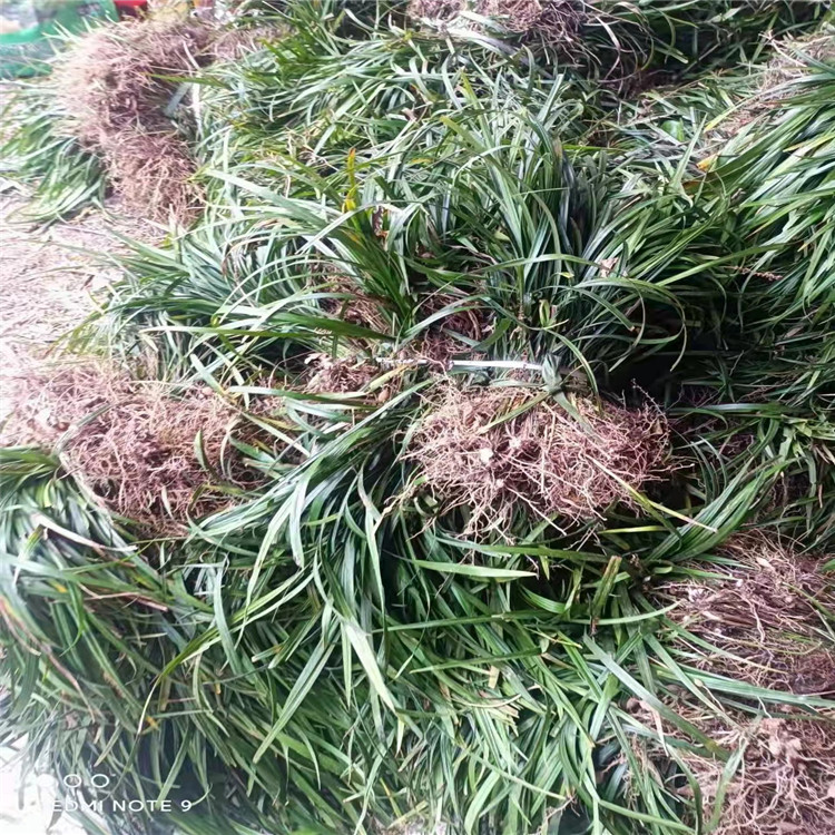 蘭花三七長(zhǎng)景園林沭陽(yáng) 蘭花三七長(zhǎng)景園林沭陽(yáng)