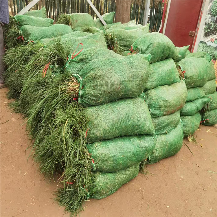 蘭花三七長(zhǎng)景園林沭陽(yáng) 蘭花三七長(zhǎng)景園林沭陽(yáng)