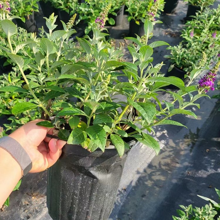 醉魚(yú)草 醉魚(yú)草