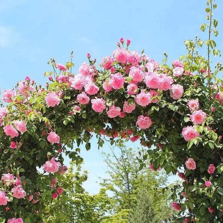 月季拱門(mén) 來(lái)自長(zhǎng)景園林 月季拱門(mén) 來(lái)自長(zhǎng)景園林