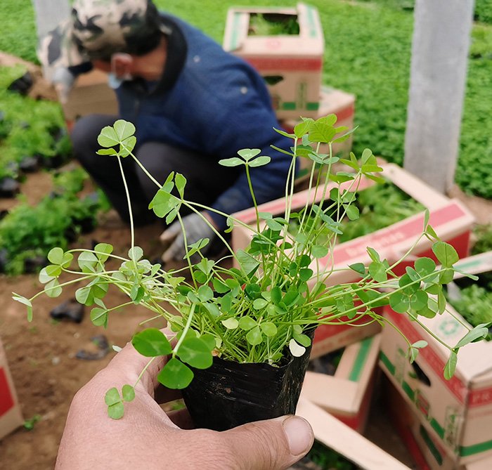 白車(chē)軸草 白車(chē)軸草